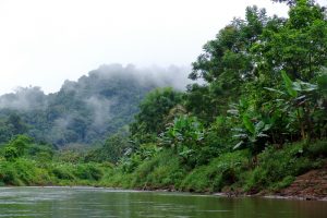 oidhaco_jungle